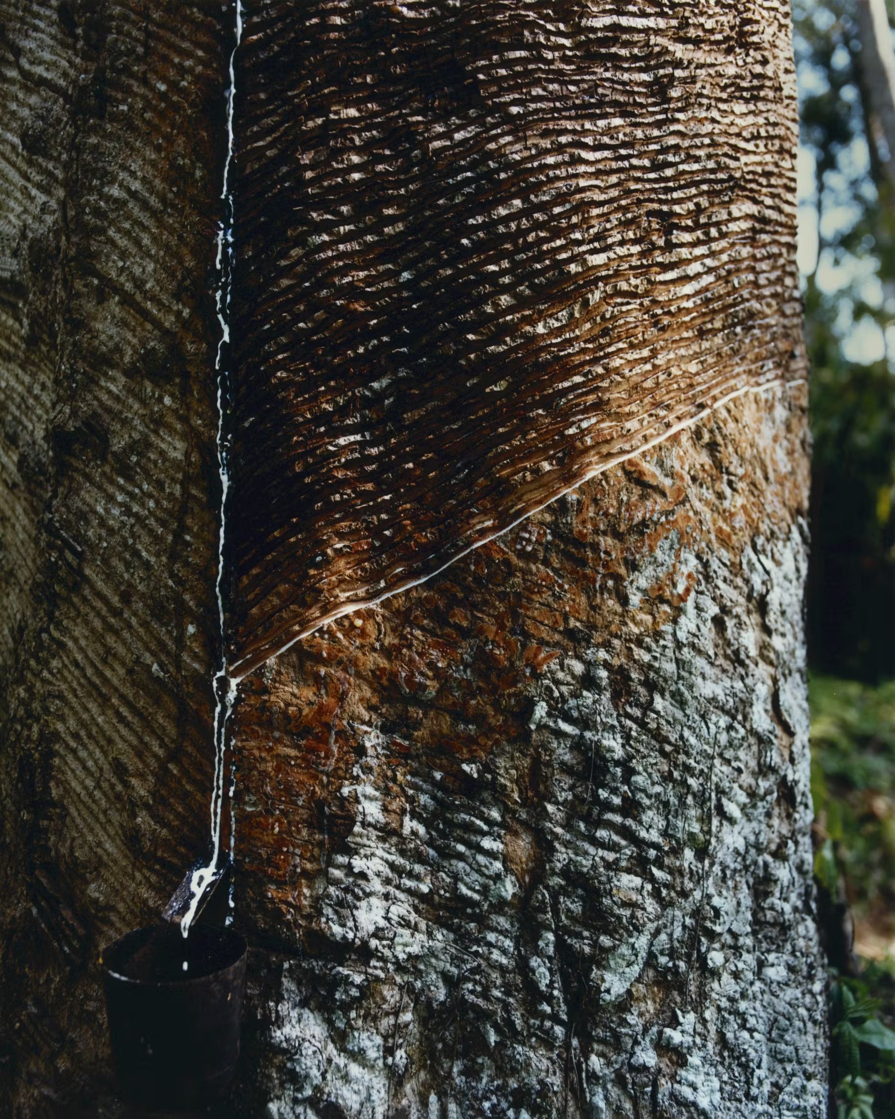 Sangramento da borracha amazônica em seringueira