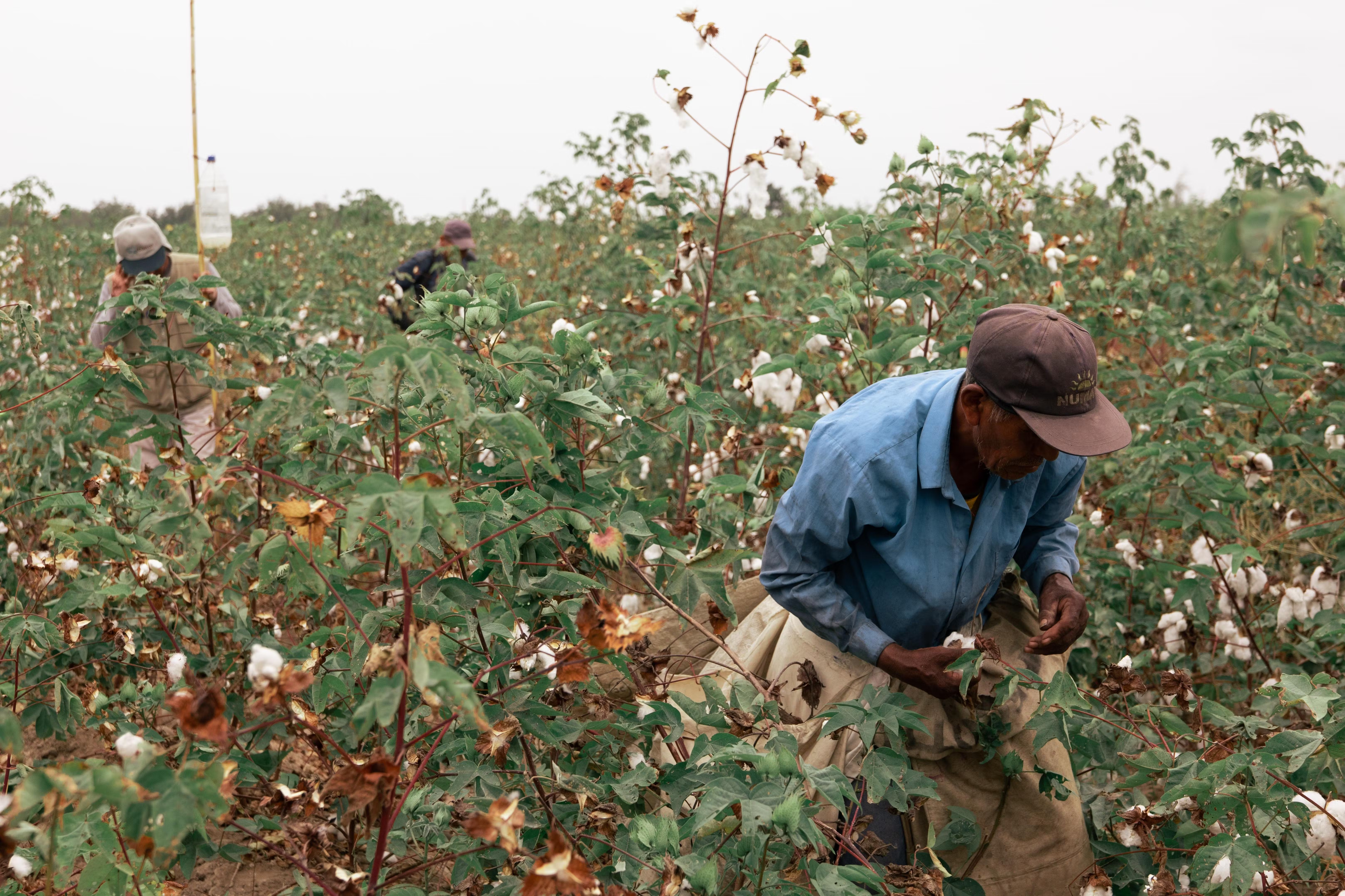 Banner o impacto do algodão orgânico e da borracha amazônica