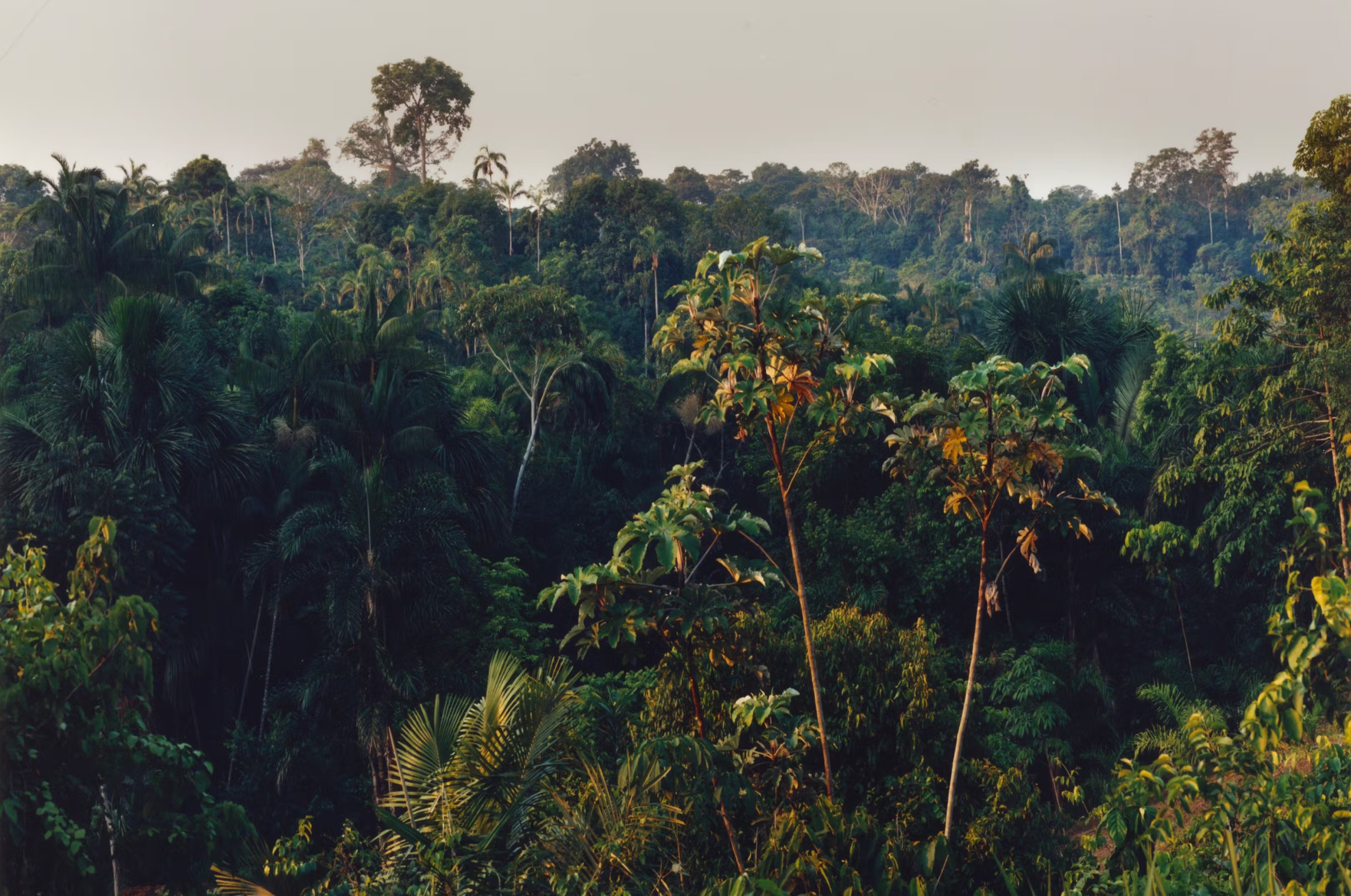 Floresta Amazônica 