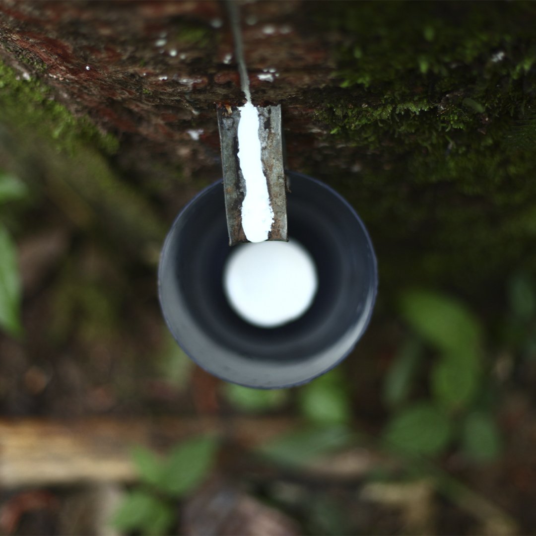 projeto vert/veja coleta da borracha na amazônia