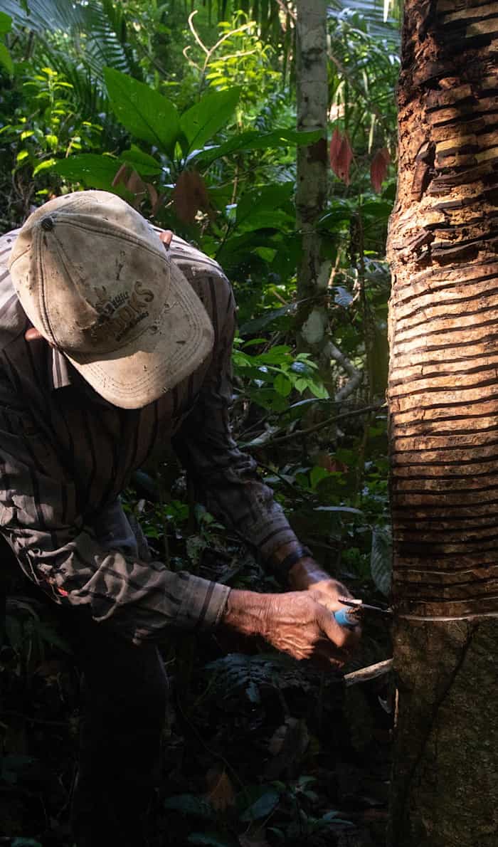 Amazonian seringueiros harvesting rubber