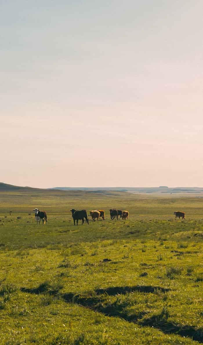 Uruguayan Pampas